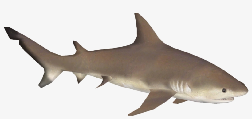 Bull Shark, transparent png