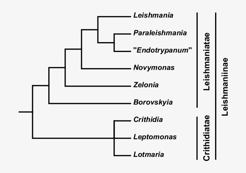 Schematic Phylogenetic Tree Of The Subfamily Leishmaniinae - Number, transparent png