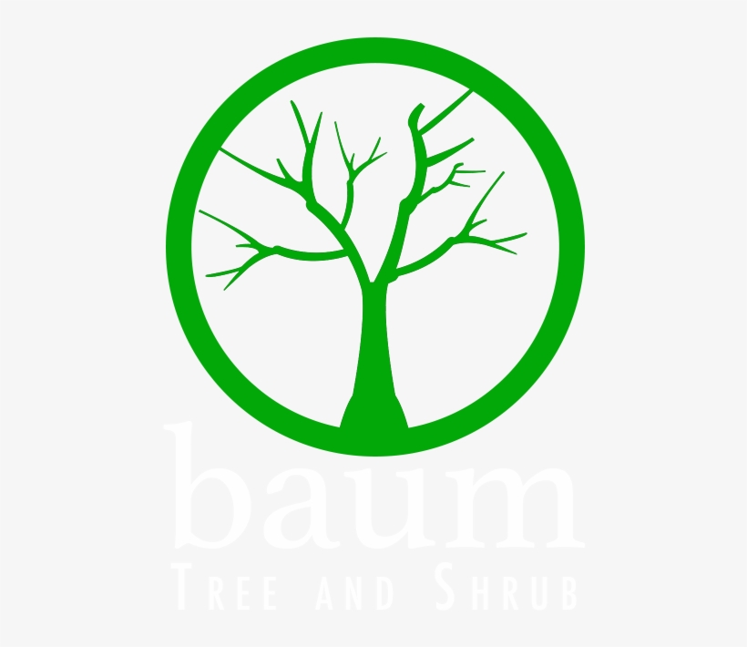 Follow - Dry Tree, transparent png