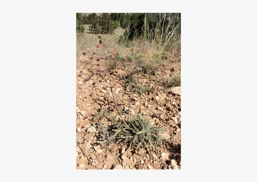 Salvia Lilacinocoerulea Nevski - Shrubland, transparent png