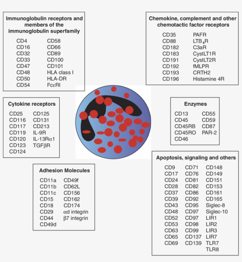 5 Schematic Diagram Showing Surface Molecules Expressed - Diagram, transparent png