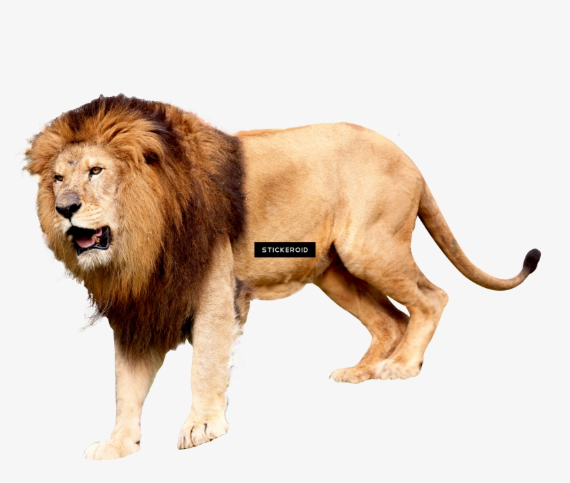 Roaring Lion - Lion Roar Png, transparent png