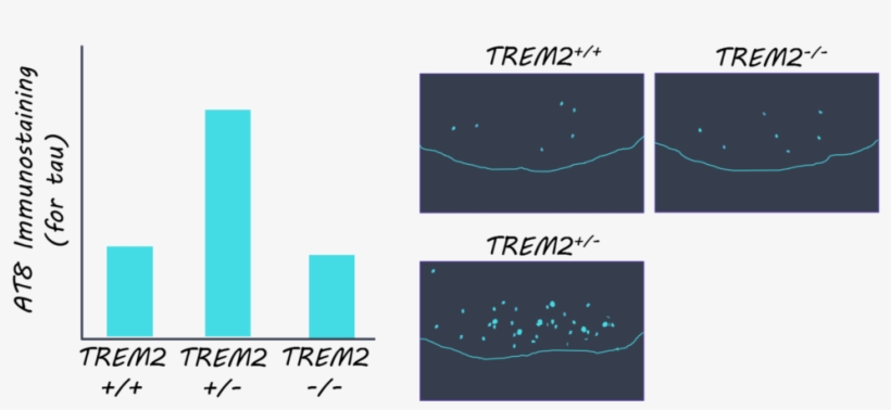 The Impaired Microglial Response To Injury, Increased - Graphic Design, transparent png