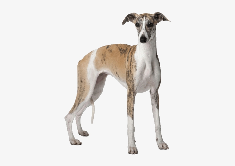 Whippet - Bloodless Surgery: Surgery Atlas, A Step By Step Guide, transparent png