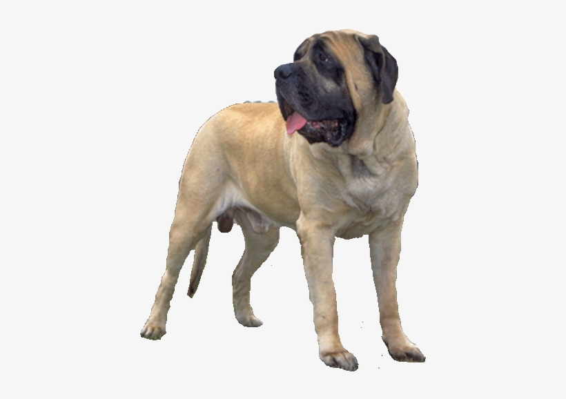 Mastiff - English Mastiff Transparent Background, transparent png