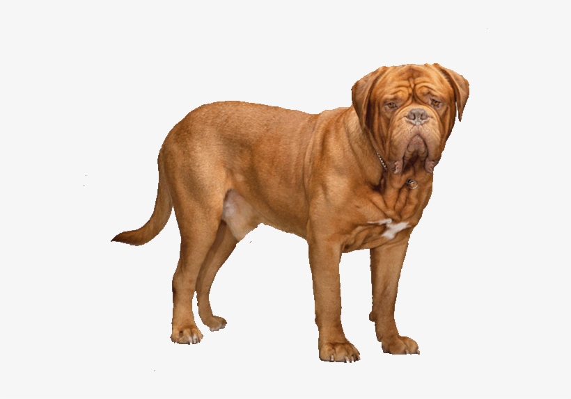Dogue De Bordeaux - Dogue De Bordeaux Transparent Background, transparent png
