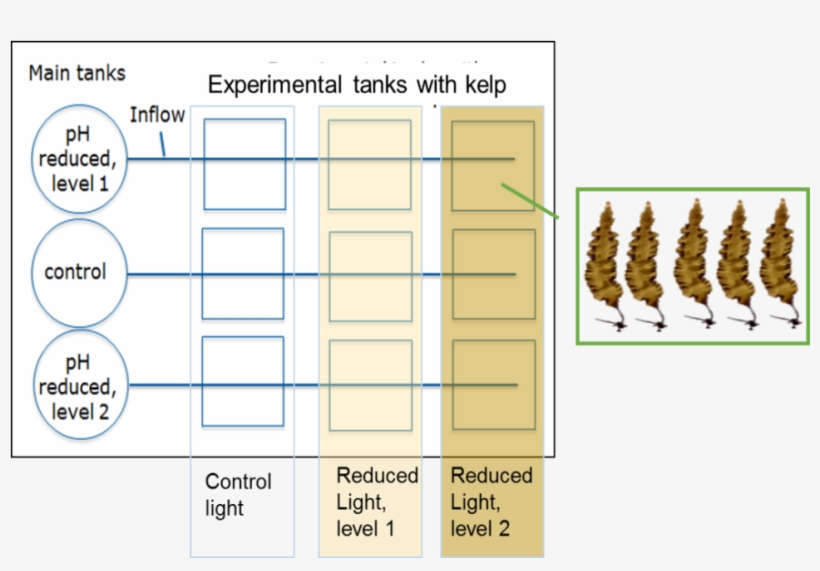 Kelp Experimental Setup Ecodom - Kelp, transparent png