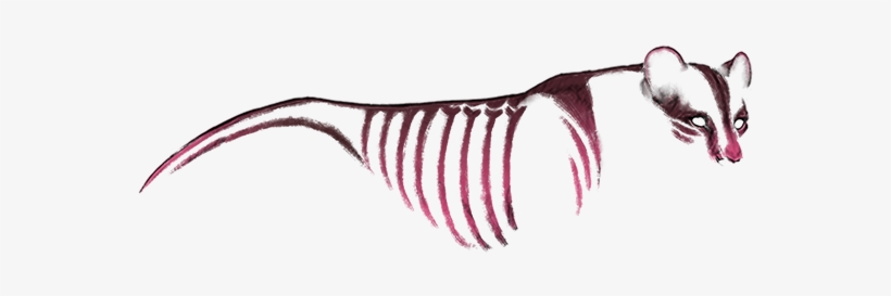 Common Opossum, transparent png