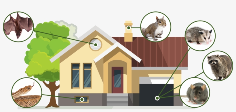 Bats Snakes Squirrels Opossums Racoons Rats - Wasbeer Canvas 60x40 Cm, transparent png