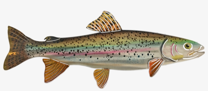 Rainbow Trout Png - Alaska, transparent png
