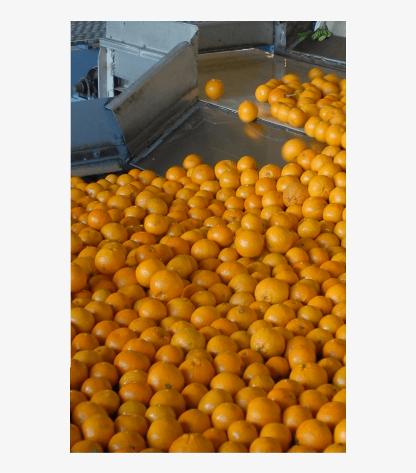 Fresh Blueberries - Valencia Orange, transparent png
