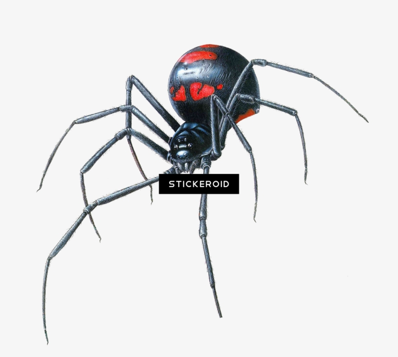 Black Widow Spider, transparent png