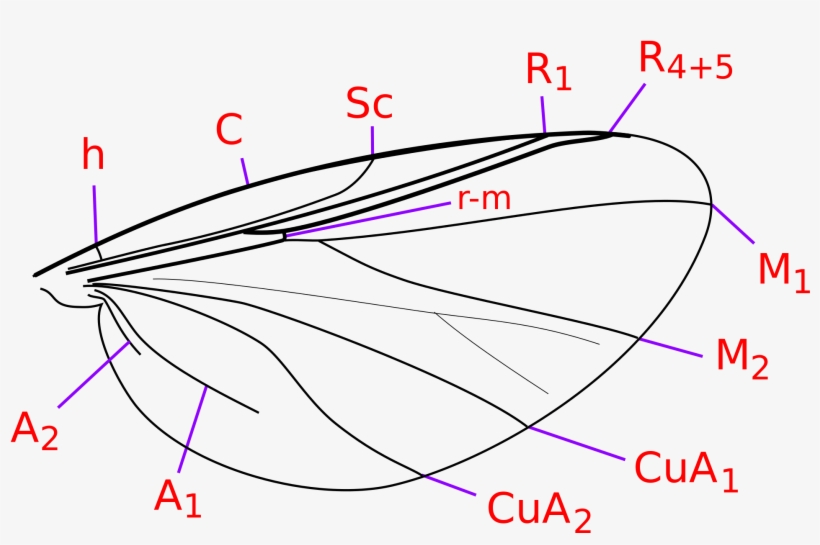 Open - Simuliidae Wing, transparent png