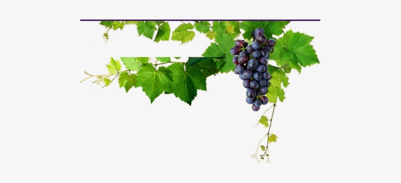 Suco De Uva Melina - Grape, transparent png