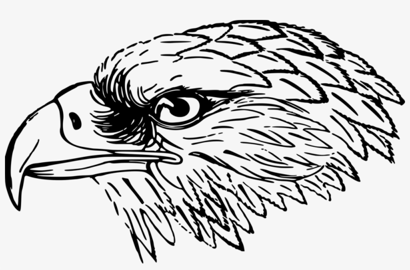 Bird-2029234 - Falcon Black And White Clip Art, transparent png