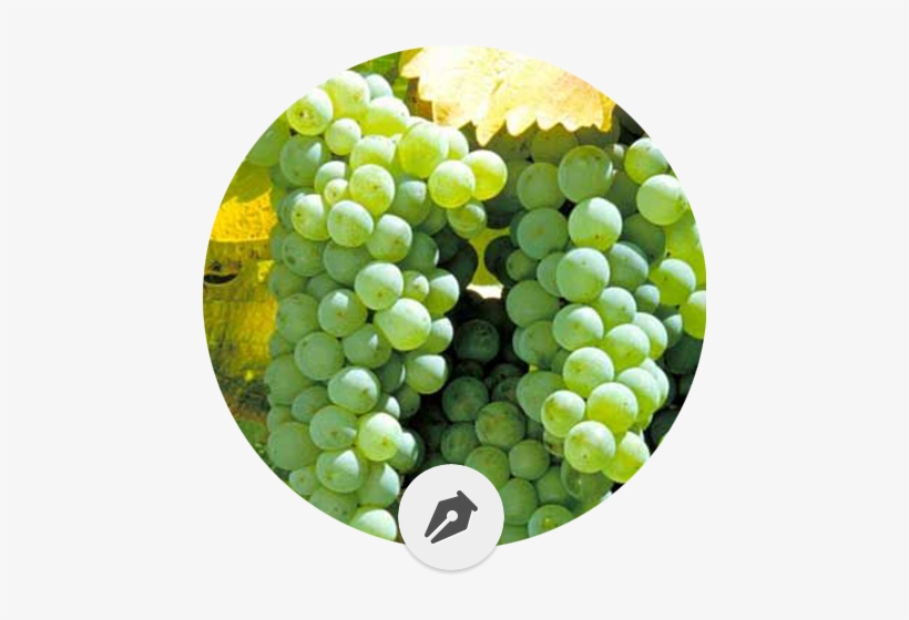 Las 12 Variedades De Uva Blanca Más Importantes - Sauvignon Blanc, transparent png