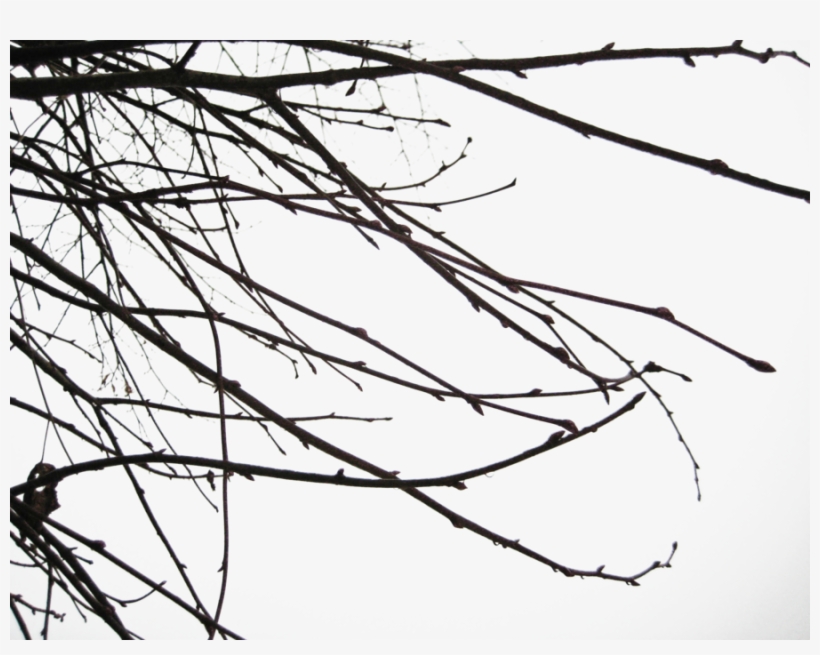 Branch Png Transparent Images - Branch Shadow Png, transparent png