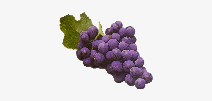Nuestras Uvas - Wine, transparent png