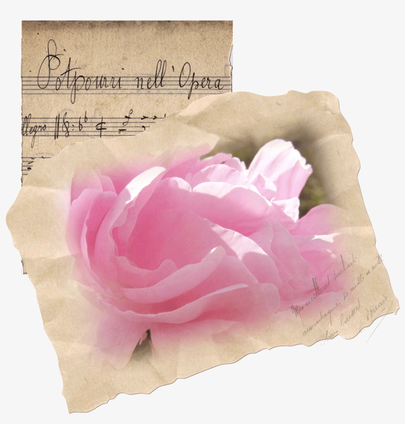 If You've Never Checked Out Leslie Nicole's Wonderful - Garden Roses, transparent png