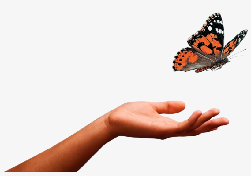 Butterfly - Insect Lore Live Butterfly Garden, Netted Pavilion, transparent png