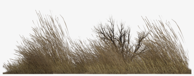 Dry Grass Png - Imagenes Png De Vegetacion, transparent png