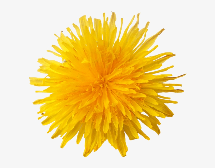 Dandelion Flower - Dandelion, transparent png