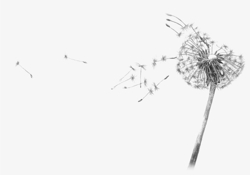 Dandelion Blowing Drawing Transparent - Dandelion Black And White Drawing, transparent png