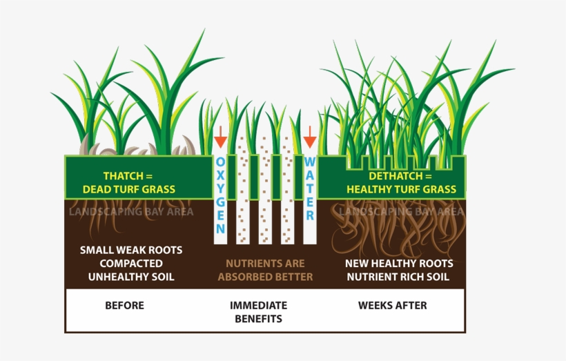 Lawn Aeration & Sprinkler Startup Experts In Aurora, - Lawn Aeration Benefits, transparent png