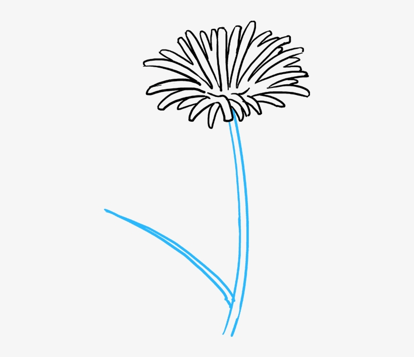 How To Draw Dandelion - Drawing, transparent png