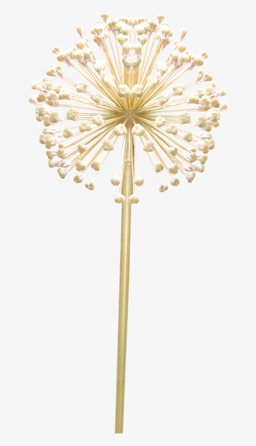 Thewayyouare-dandelion Via Image - Floral Design, transparent png