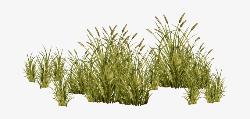 E-1422684254 - Aquatic Plants Png, transparent png
