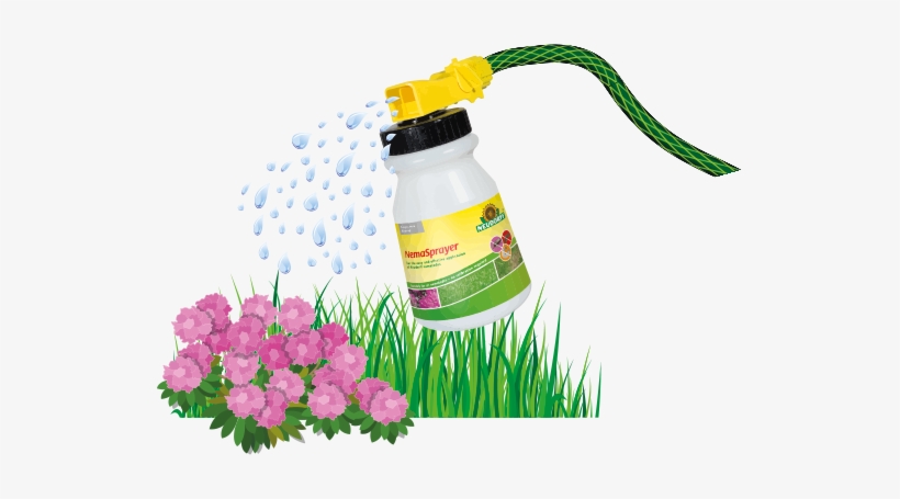 Keep Area Moist For The Next 3 Days - Dianthus, transparent png