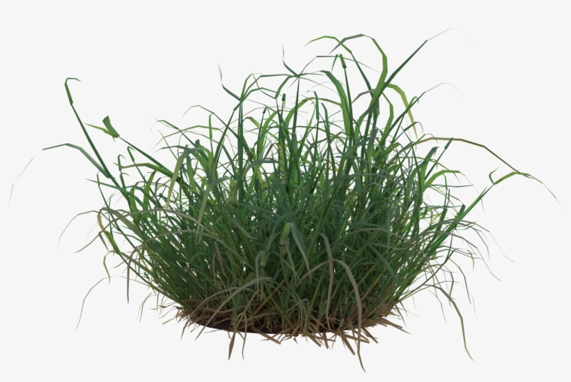 Grass Tuft Png, transparent png