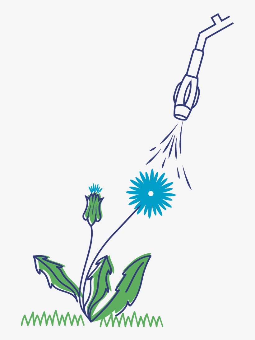 Illustration Dandelion Plant - Dandelion, transparent png