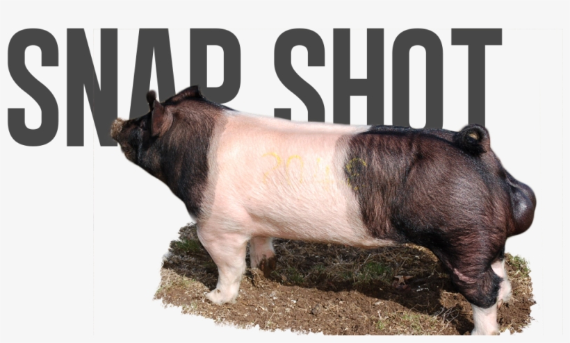 Paparazzi X Best Man - Domestic Pig, transparent png