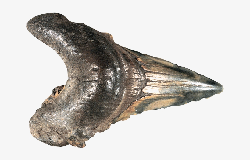 What's On The Van Shark Tooth Fossil - Shark, transparent png