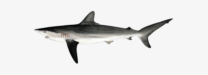 Fao - Bronze Hammerhead Shark, transparent png