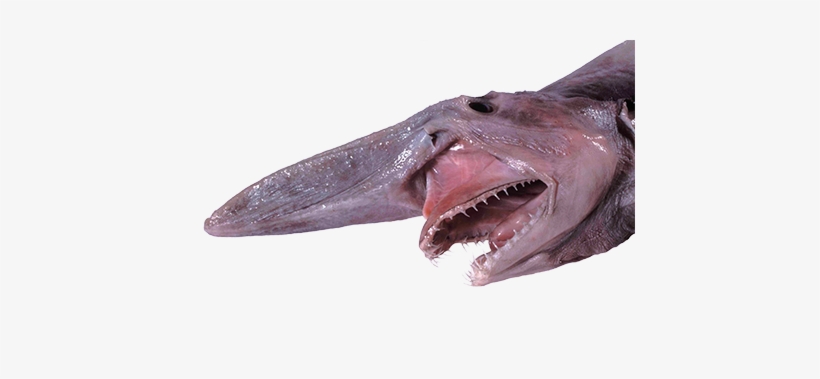 A Goblin Of A Shark - 哥 布 林 鯊, transparent png