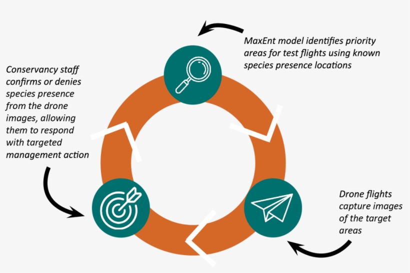 Circle, transparent png