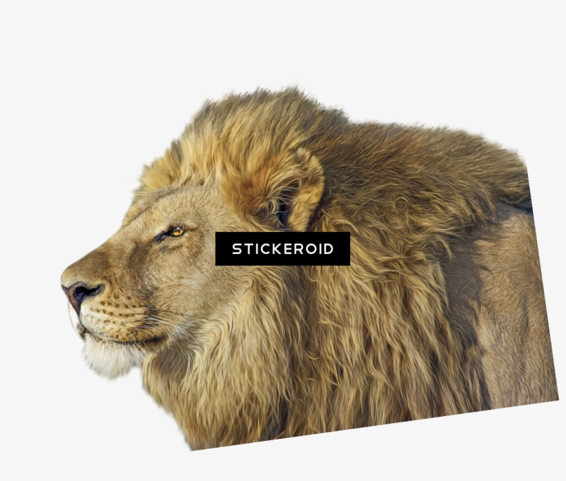 Lion Animals - Lion, transparent png