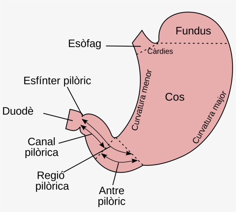 Open - Angulus Stomach, transparent png