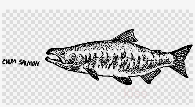 Salmon Clipart Fish Chum Salmon, transparent png