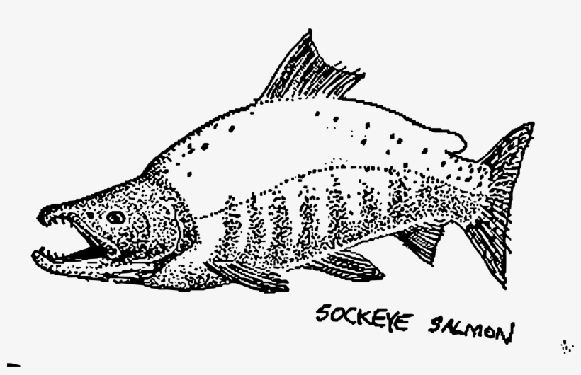 This Free Icons Png Design Of Sockeye Salmon Mapitize, transparent png