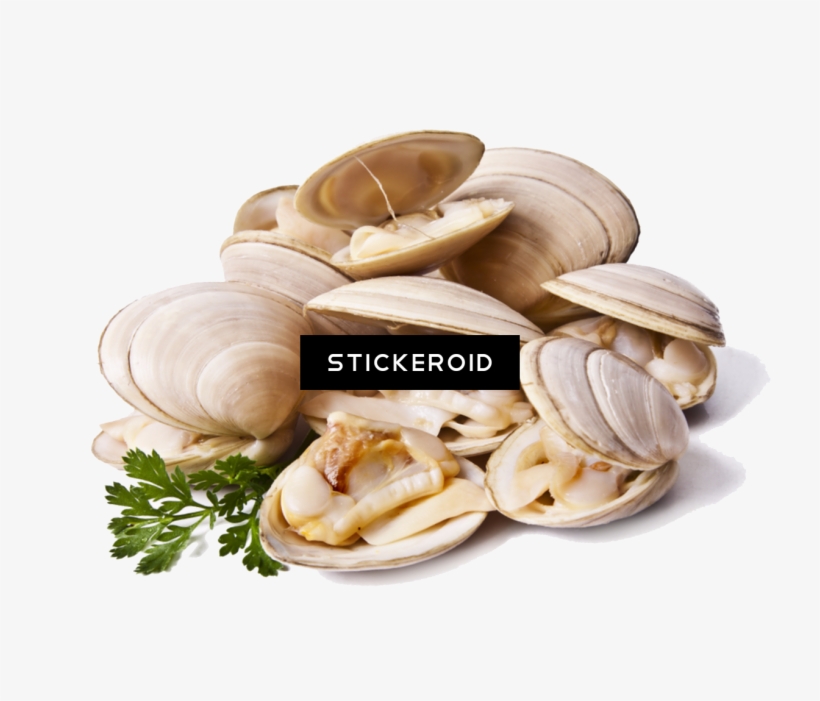 Clams Animals Clam - Cloudy Bay Clams, transparent png