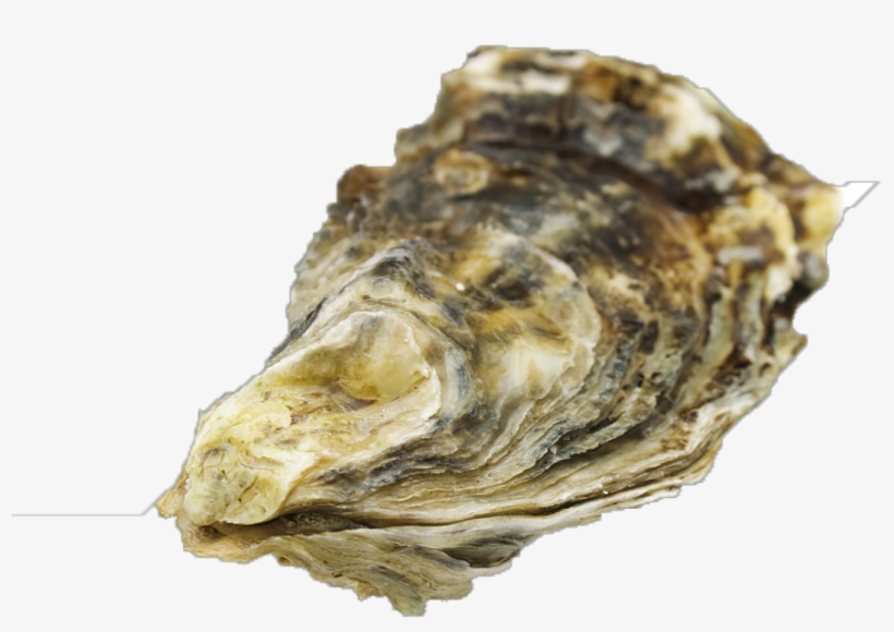 Chesapeake Bay Oyster, transparent png
