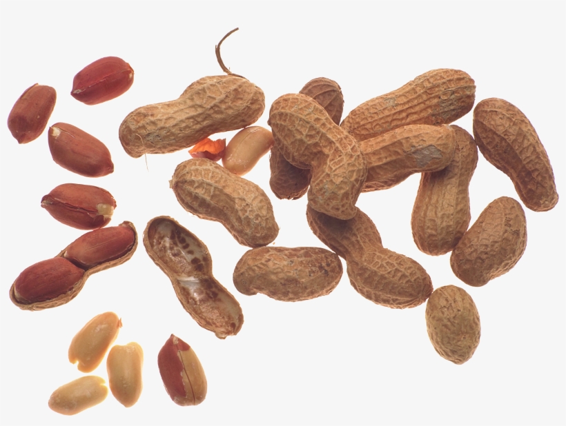 Peanut, transparent png