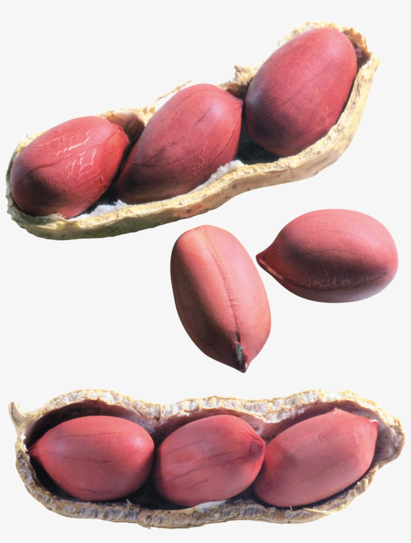 Peanut, transparent png