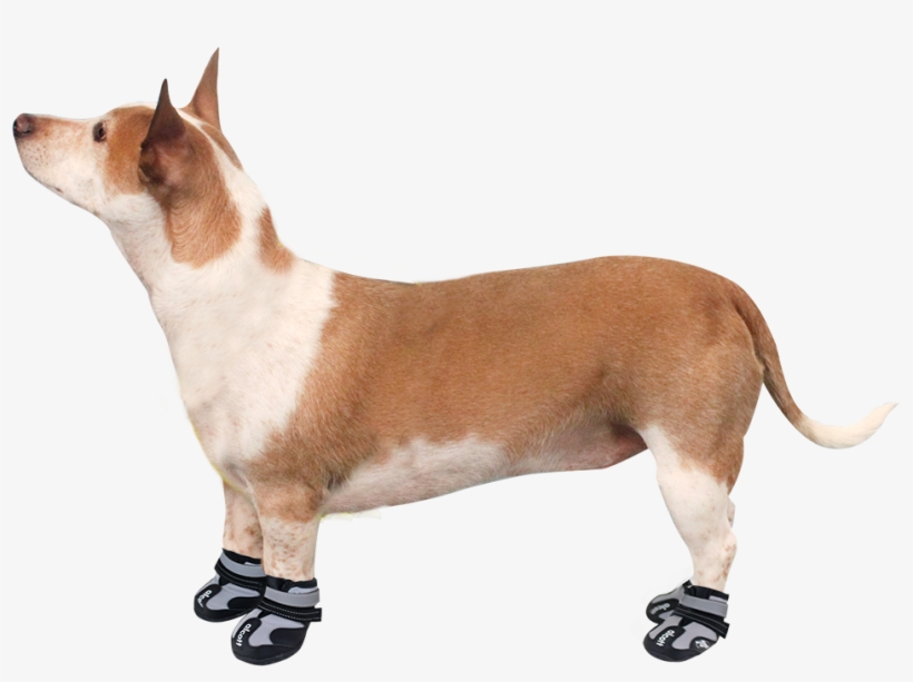 Alcott Explorer Adventure Dog Boots, transparent png
