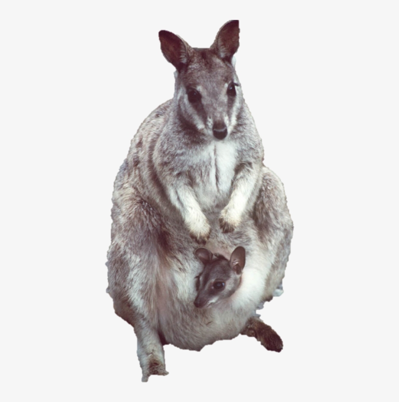 Dr Peter Spencer Bsc, Phd - Wallaby Png, transparent png