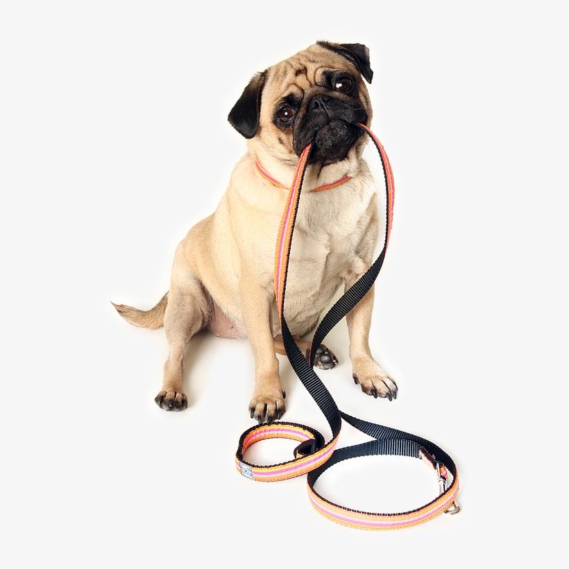 Walking Dog Png Jpg Library Download - Dog Ready For Walk, transparent png